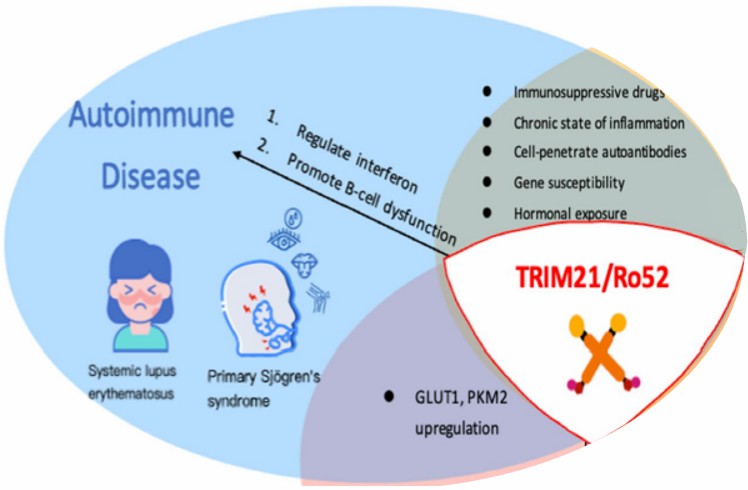 Fig.2 The roles of Ro52/TRIM21 in SLE and primary SS. (Hsu and Yung-Luen, 2023)