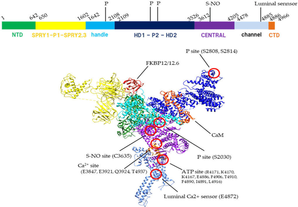 Fig.1 Mouse RyR2 domain organization (top), domain organization and modification sites in one protomer (bottom). (Kobayashi, Nagomi and Takashi, 2021)