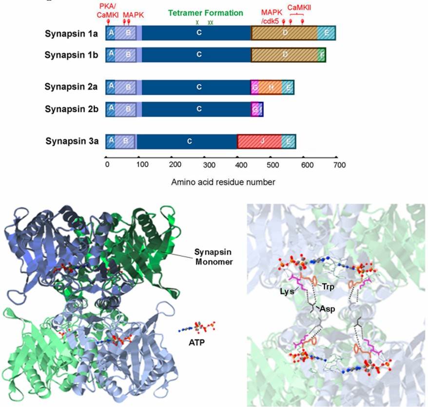 Fig.1 Synapsin domain structure and tetrameric structure of synapsins. (Zhang and George, 2021)