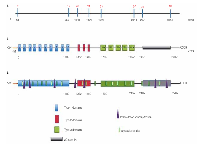 Schematic representation of the Tg gene and polypeptide chain of human Tg.