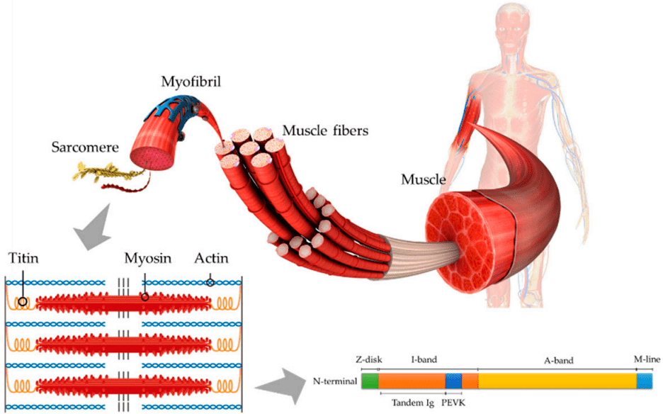 Fig.1 Structural pattern diagram of titin in muscle. (Nakanishi, et al., 2021)