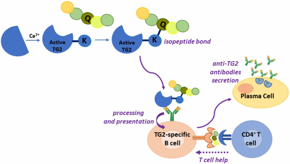 Fig.1 Gluten modification: mechanism of anti-TG2 antibody production. (Paolella, et al., 2022)