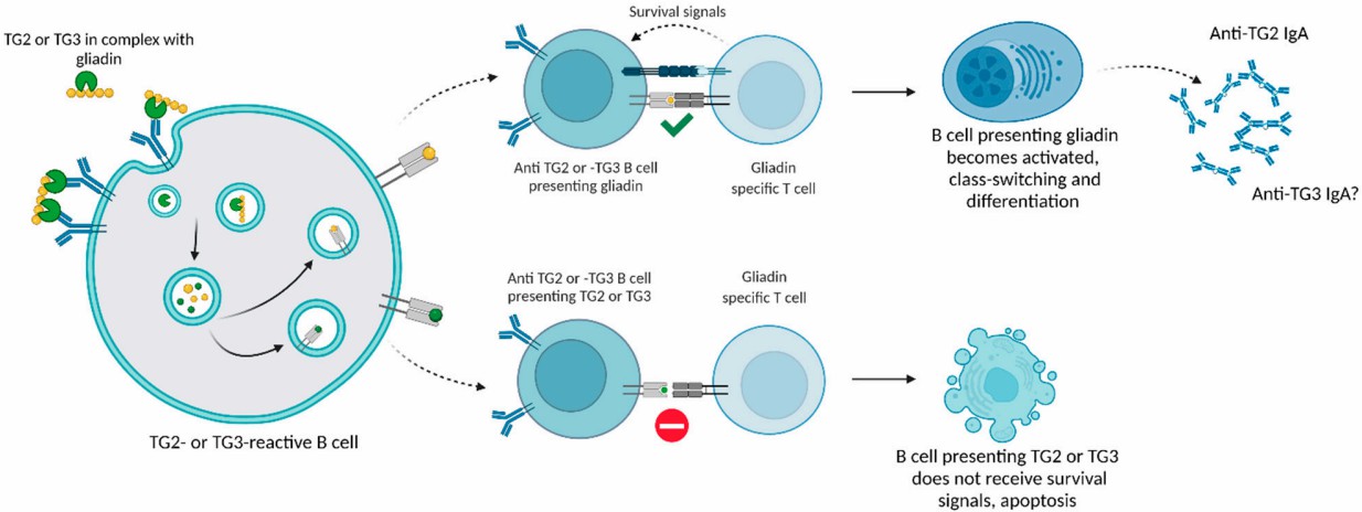 Fig.1 Epitope spreading from gliadin to TG2 or TG3. (Kaunisto, et al., 2022)