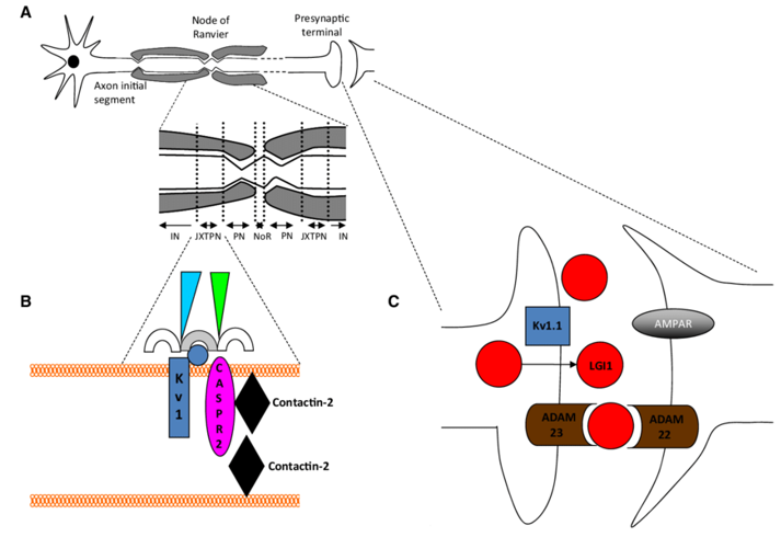 Illustration of the VGKC complexes.