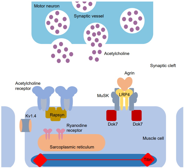 Fig.2 The NMJ and the neuromuscular transmission proteins. (Keller, et al., 2021)