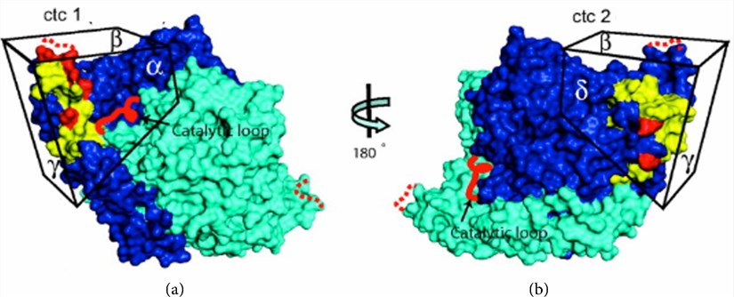 Surface structure of GAD65 showing epitope clusters ctc1 and ctc2.