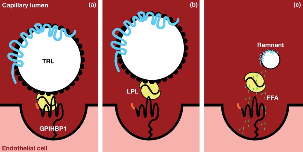 Lipoprotein lipase– Glycosylphosphatidylinositol-anchored high-density lipoprotein-binding protein 1 (LPL–GPIHBP1) interactions at the capillary lumen.