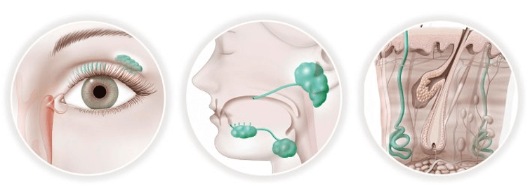 SS affects tear and saliva glands, causing dryness in the eyes and mouth, among other symptoms.