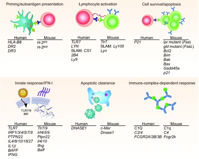 Lupus susceptibility genes in humans and mice.