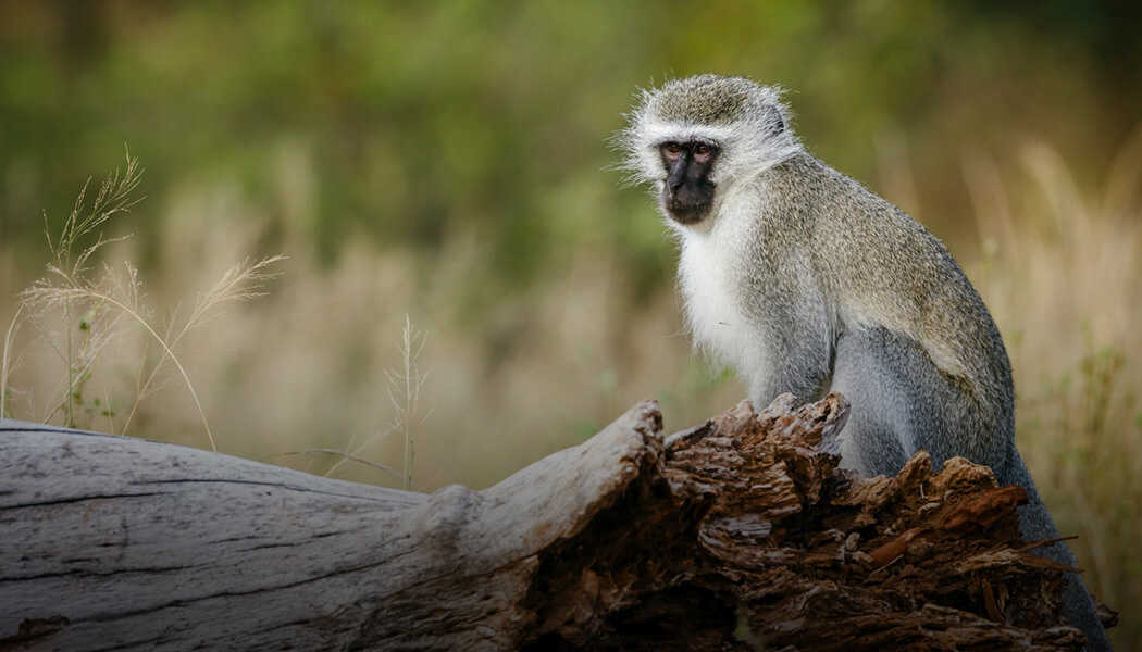 African Green Monkey