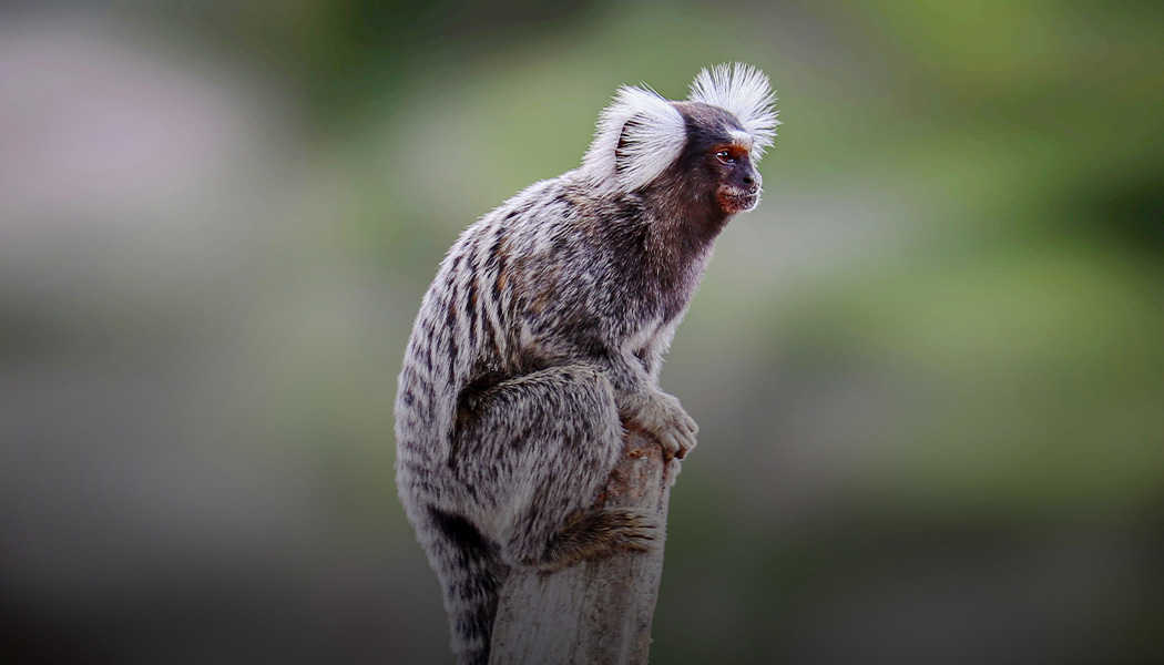 Marmoset