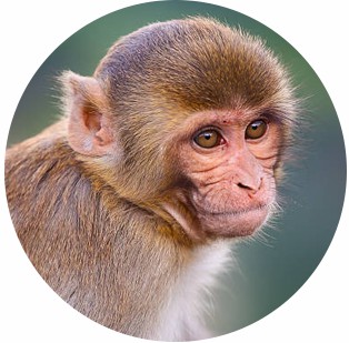 from diverse species (Creative Biolabs Authorized)