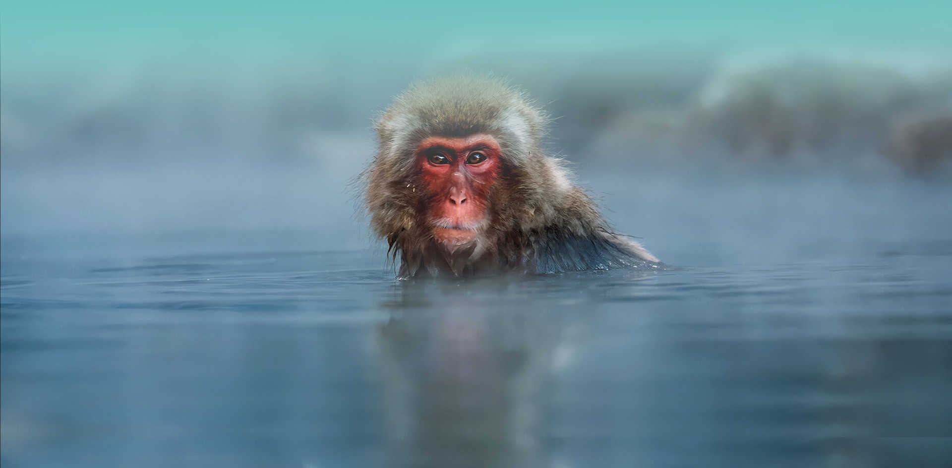 Your One-Stop Platform for NHP-BasedResearch