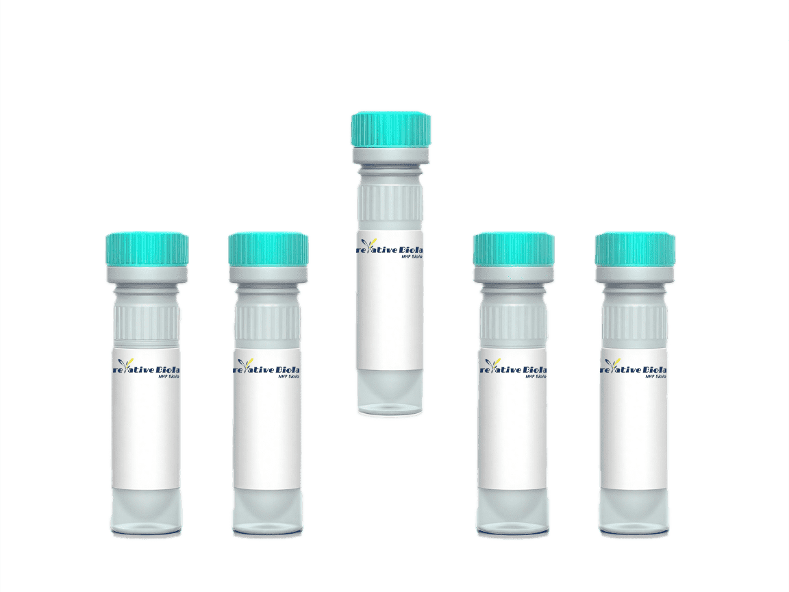 Non-Human Primate (NHP) Kidney Cell Line Products, African Green Monkey, Kidney Cell Line