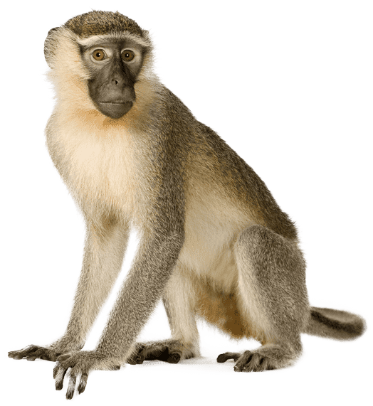 Monkey