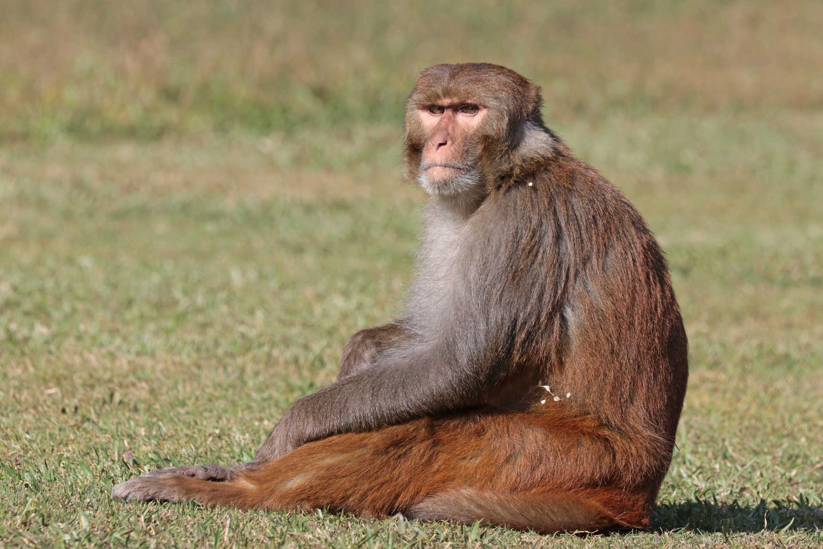 Rhesus Macaque.