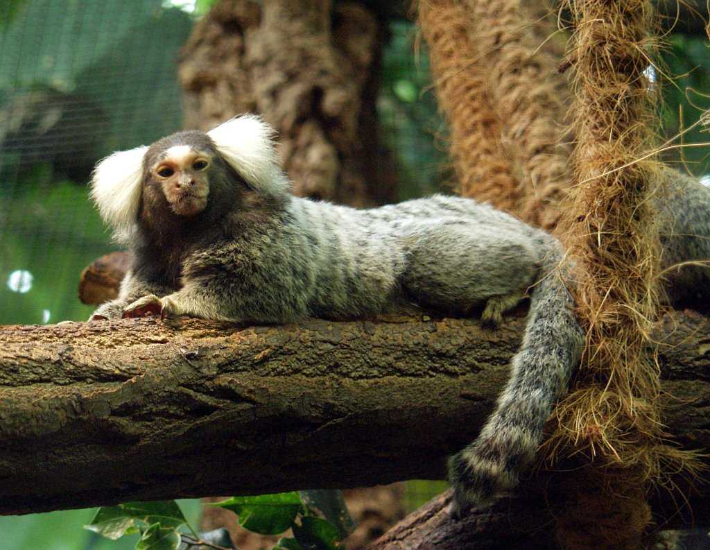 Marmoset.