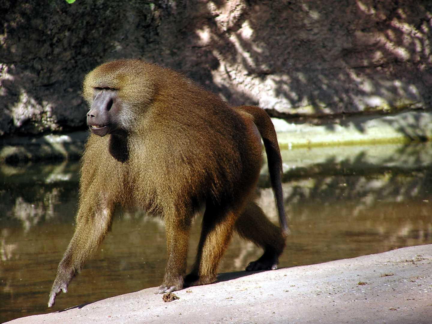Baboon.