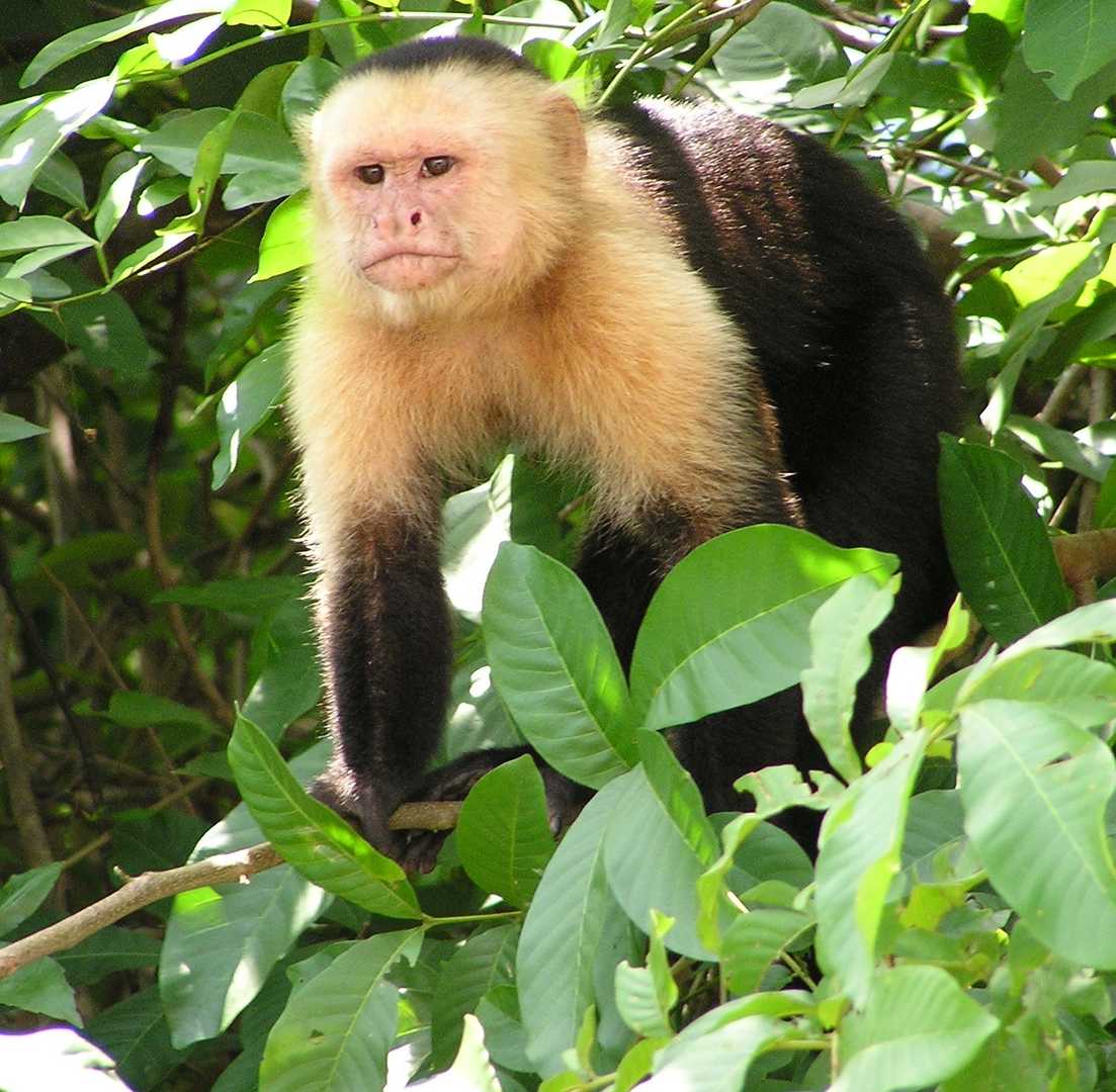 Capuchin Monkey.