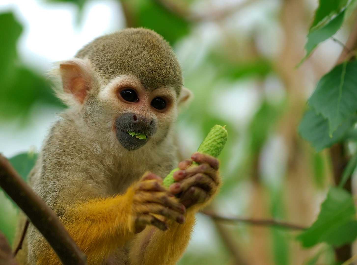 Squirrel Monkey.