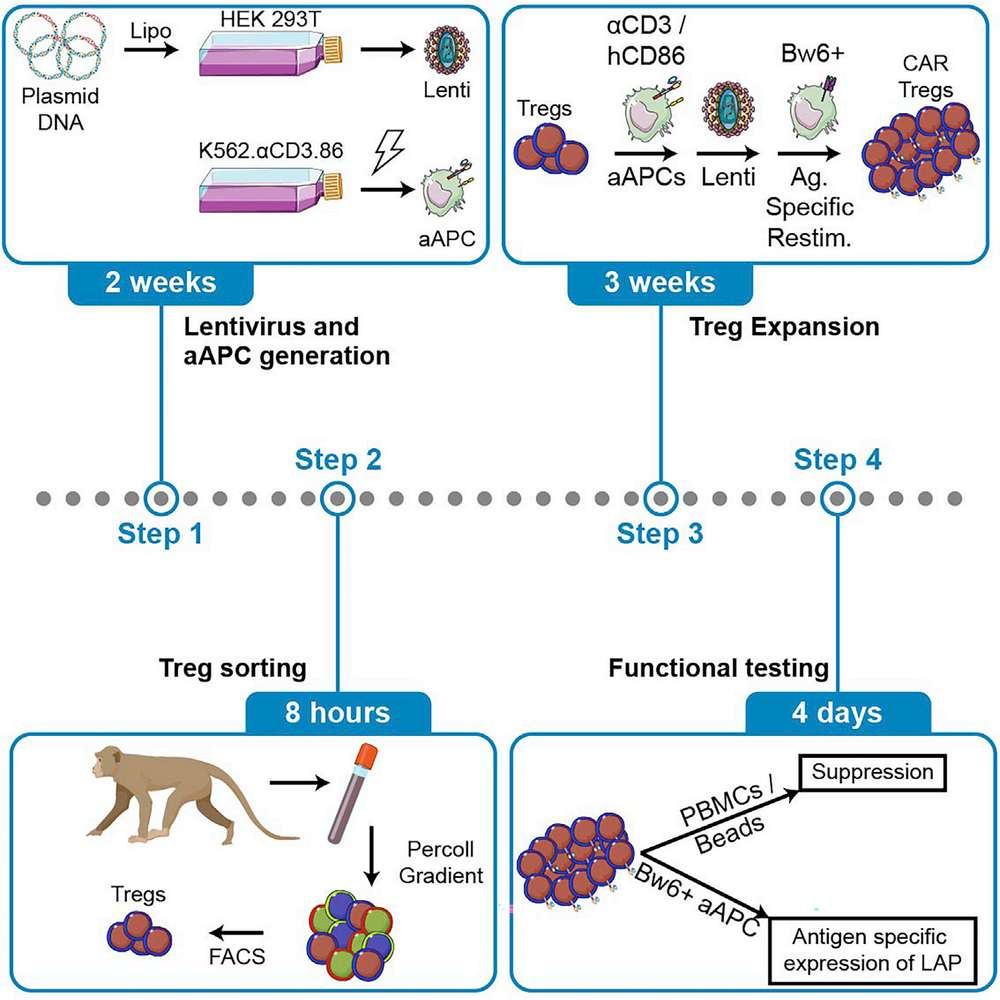 Generation of non-human primate CAR Tregs. (OA Literature)