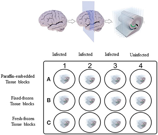 Our offering consists of carefully gathered and maintained panels of fresh and frozen NHP tissues. (OA Literature)