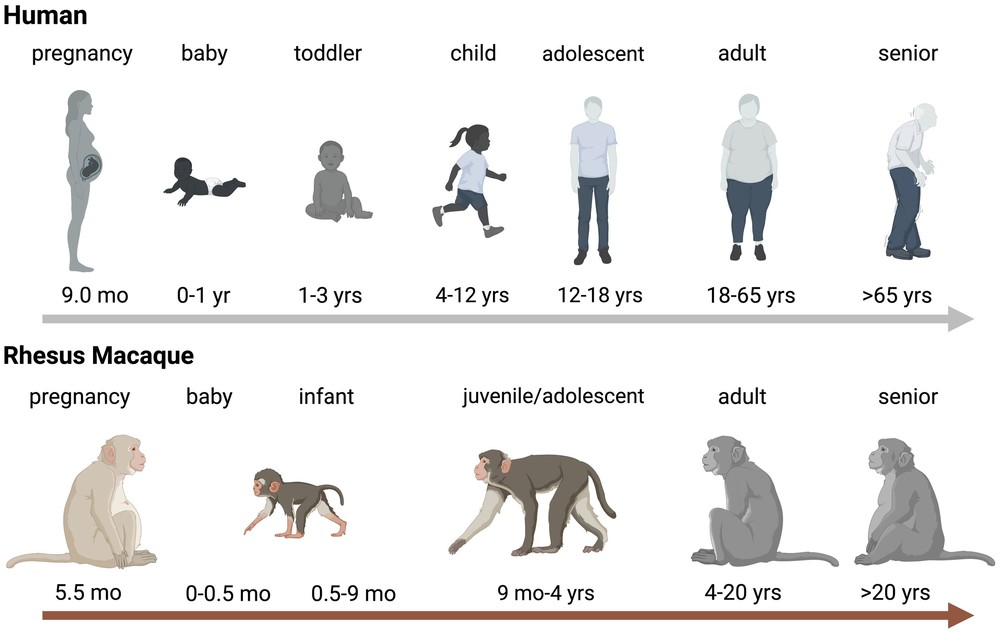 Age Comparison between Humans and Rhesus Macaques. (OA Literature)