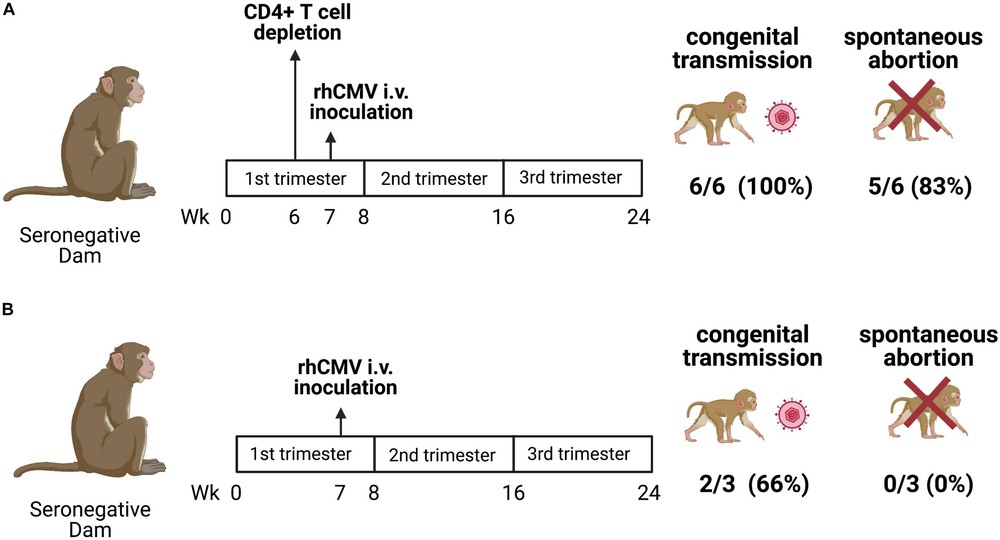 cCMV transmission in a CD4+ T cell-depleted and immunocompetent rhesus macaque (M. mulatta) NHP model. (OA Literature)