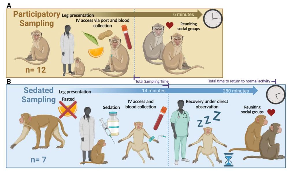 Illustration displaying the process of blood collection from participatory and sedated sampled NHPs. (OA Literature)
