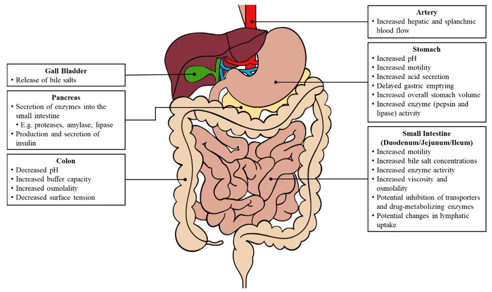 Major physiological changes in the gastrointestinal tract following food consumption. (OA Literature)