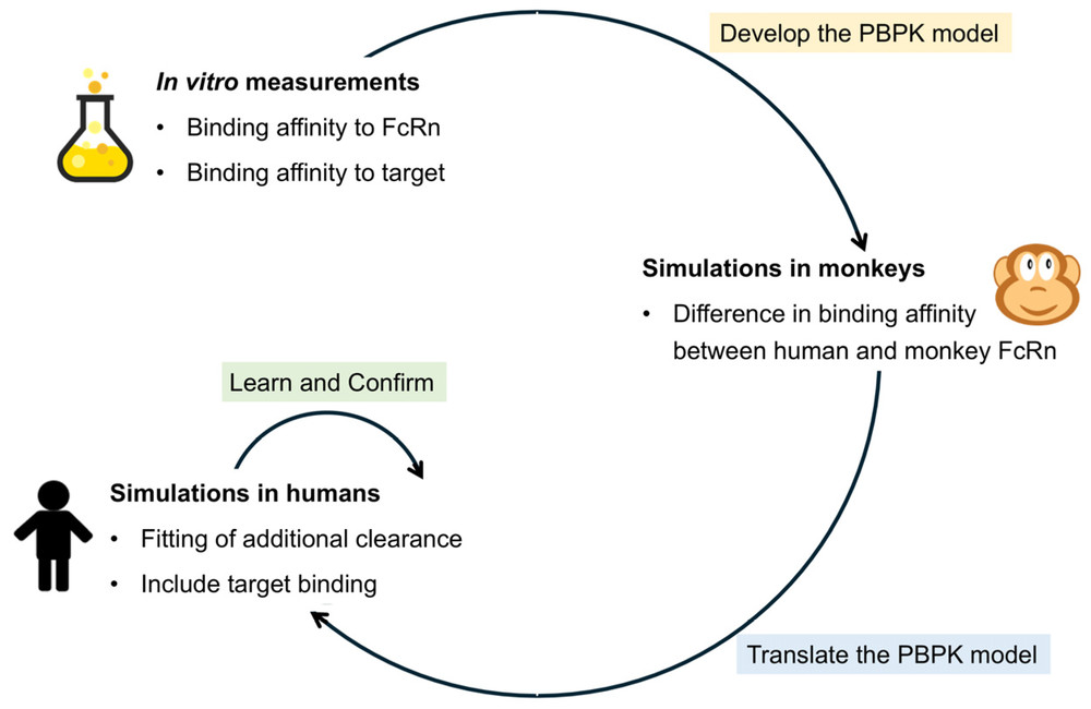 Pipeline of construction of a NHP PK Model. (OA Literature)