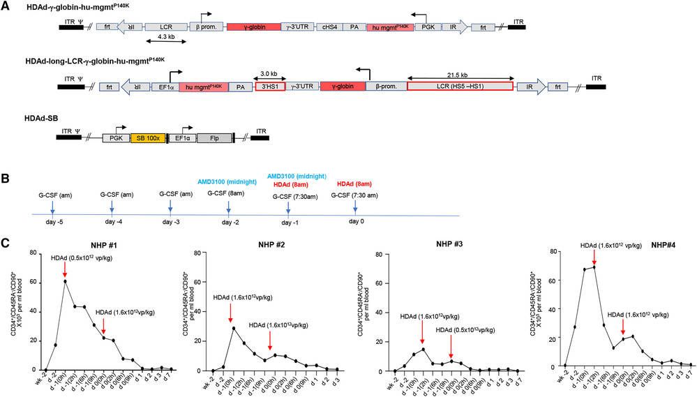 Serum levels of pro-inflammatory cytokines after HDAd5/35++ injection in rhesus macaques. (OA Literature)