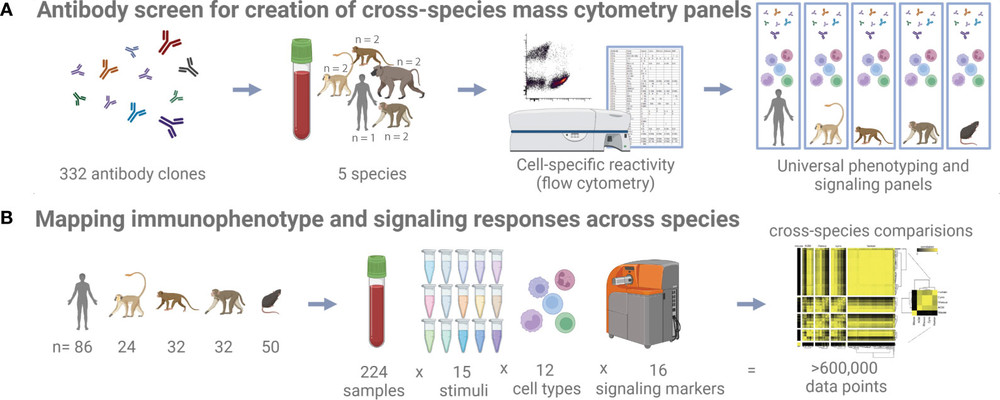 Cross-species reactivity analysis in NHPs through flow cytometry and whole blood profiling. (OA Literature)