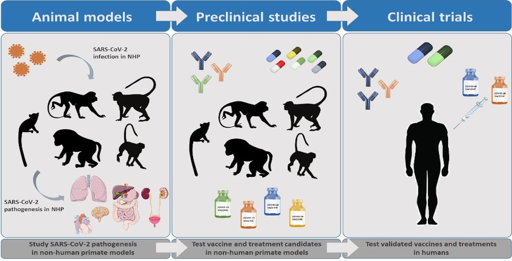Non-human primate models in COVID-19 research. (OA Literature)
