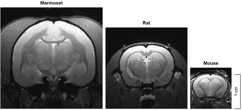 Proton density brain images of a marmoset, rat and mouse. (OA Literature)