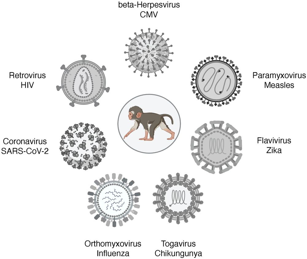 Pediatric infection models of viral diseases in NHP. (OA Literature)