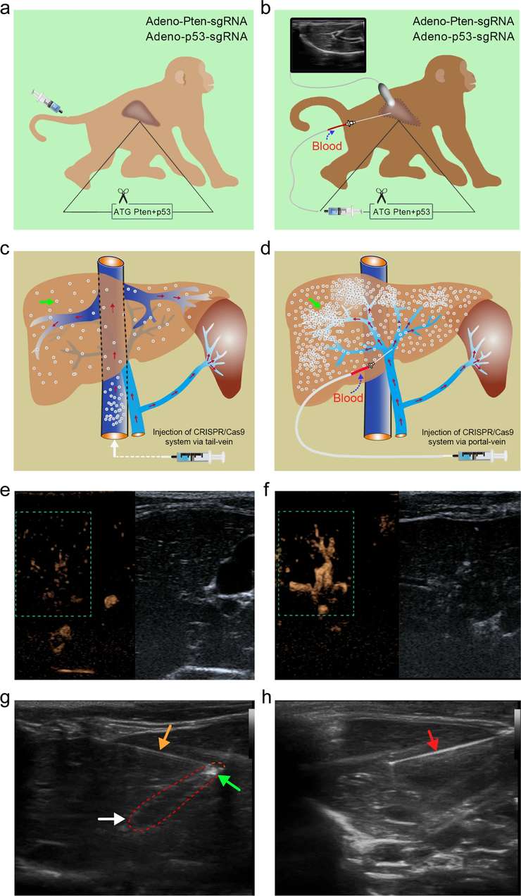 Development of an on-site gene-editing approach for rapidly simulating primary and metastatic liver cancers in mature cynomolgus monkeys. (OA Literature)