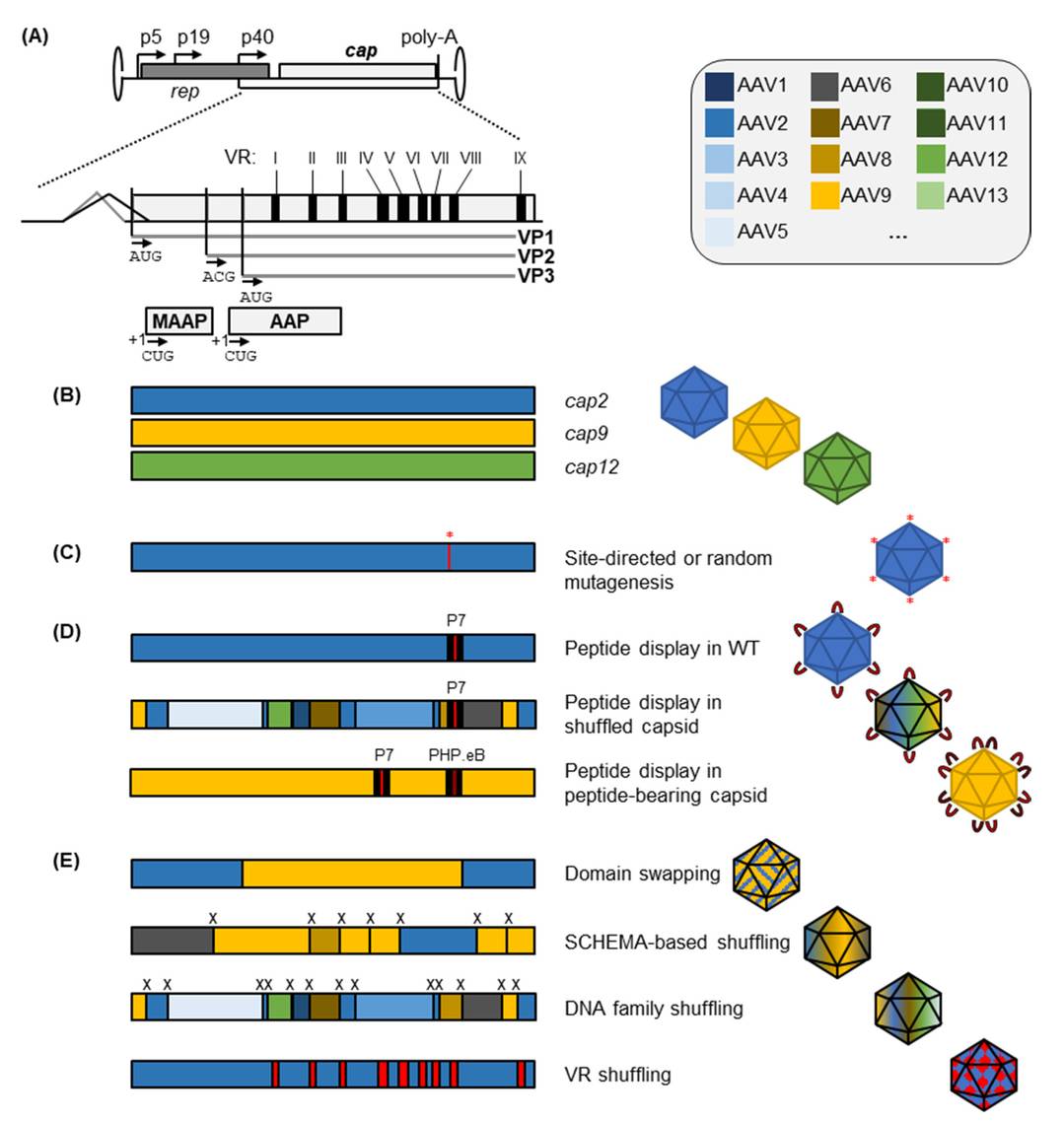 Structure of the AAV cap gene and technologies for its diversification. (OA Literature)