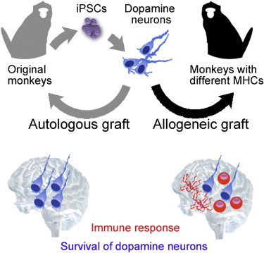 Direct comparison of autologous and allogeneic transplantation of iPSC-derived neural cells in the brain of a NHP. (OA Literature)