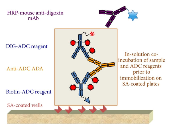 ADA assay formats used for cynomolgus monkeys. (OA Literature)