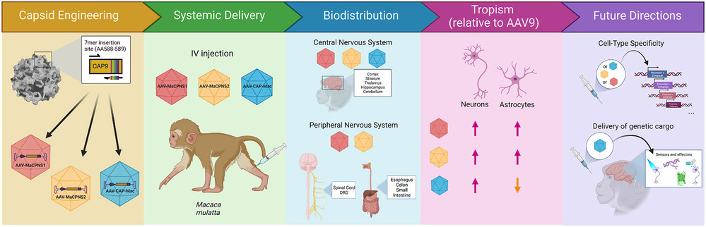 Recent advances in the development of adeno-associated viral vectors for optimized use in nonhuman primates. (OA Literature)