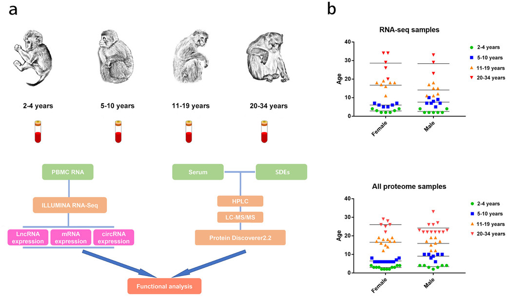 Comprehensive catalog of RNA genes and proteins in rhesus monkey blood. (OA Literature)