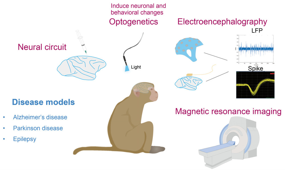 A summary of disease models, brain function and imaging techniques in NHPs. (Creative Biolabs Authorized)