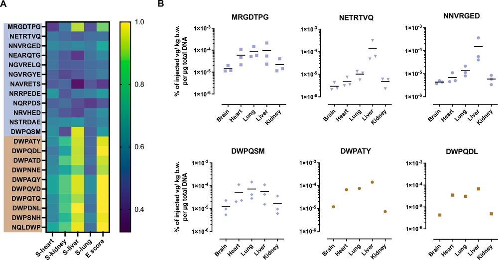 Scoring and biodistribution of individual AAV mutants in marmosets. (OA Literature)