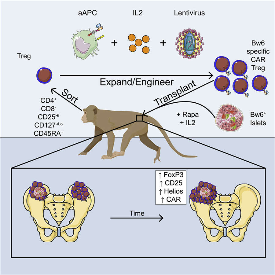 Trafficking and persistence of alloantigen-specific chimeric antigen receptor regulatory T cells in Cynomolgus macaque. (OA Literature)