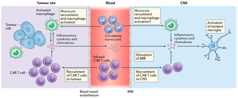 ICANS likely begins with CAR T-cells and activated immune cells, such as macrophages, releasing pro-inflammatory cytokines in the tumor microenvironment. (OA Literature)