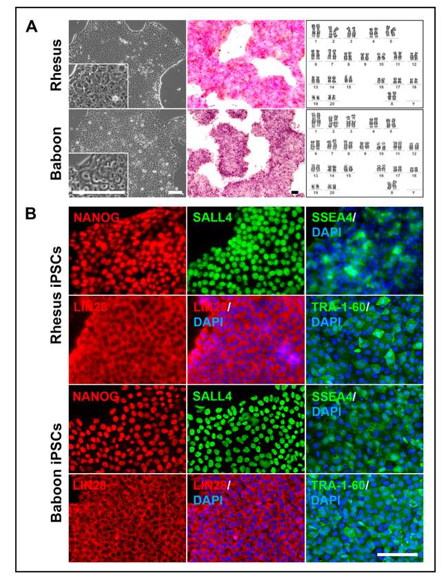 Characterization of transgene-free NHP-iPSCs. (OA Literature)