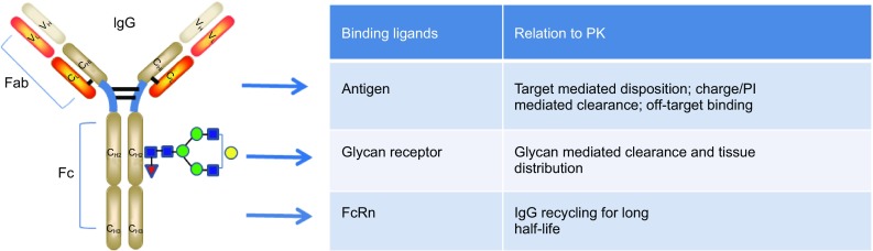 Antibody features that contribute to PK properties. (OA Literature)