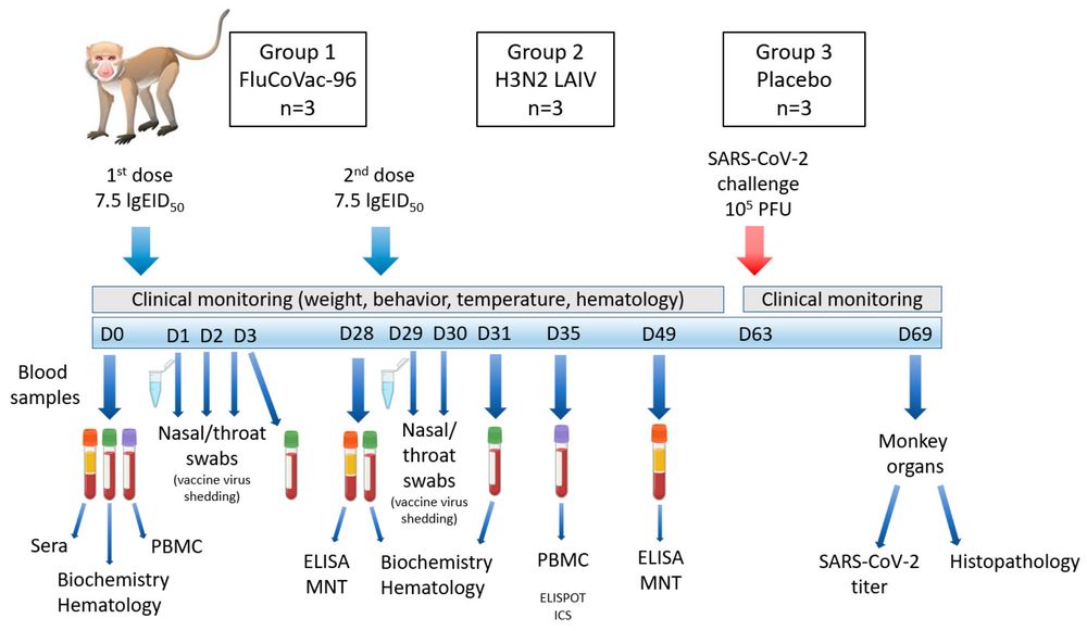 The scheme of the experiment on assessment of safety and immunogenicity of the SARS-CoV vaccine in rhesus monkeys. (OA Literature)