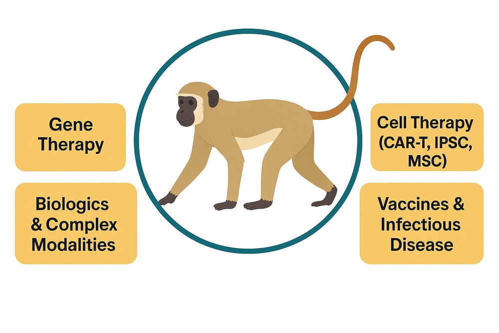 NHP applications by therapeutic modalities. (Creative Biolabs AI)